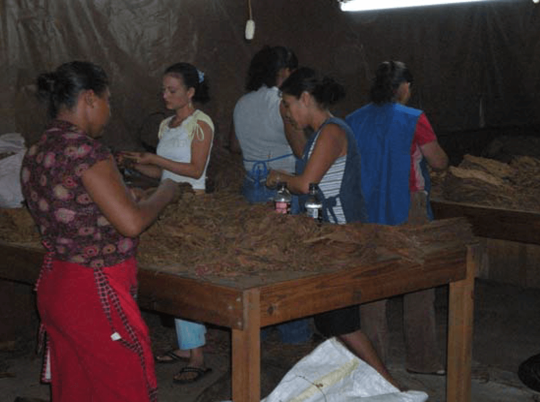 Tobacco Factory Plantations