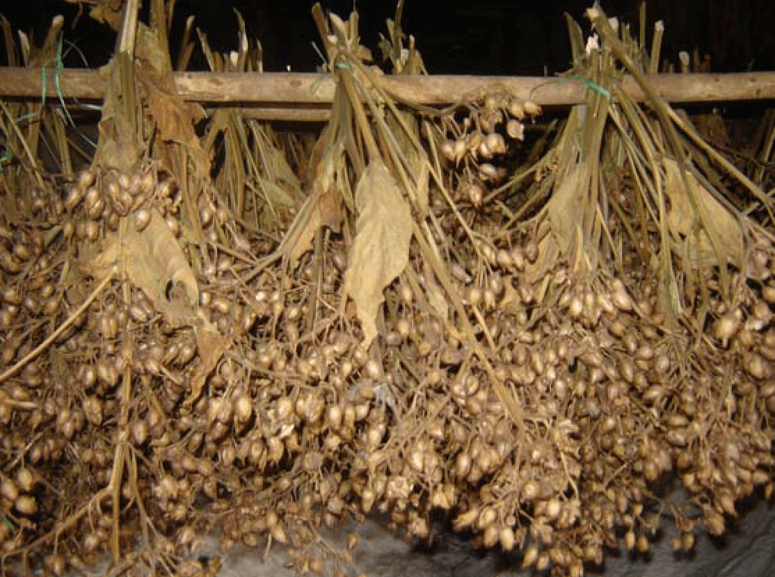 Tobacco Factory Plantations