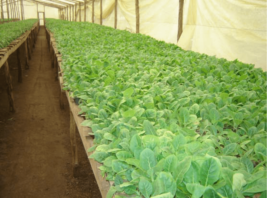 Tobacco Factory Plantations