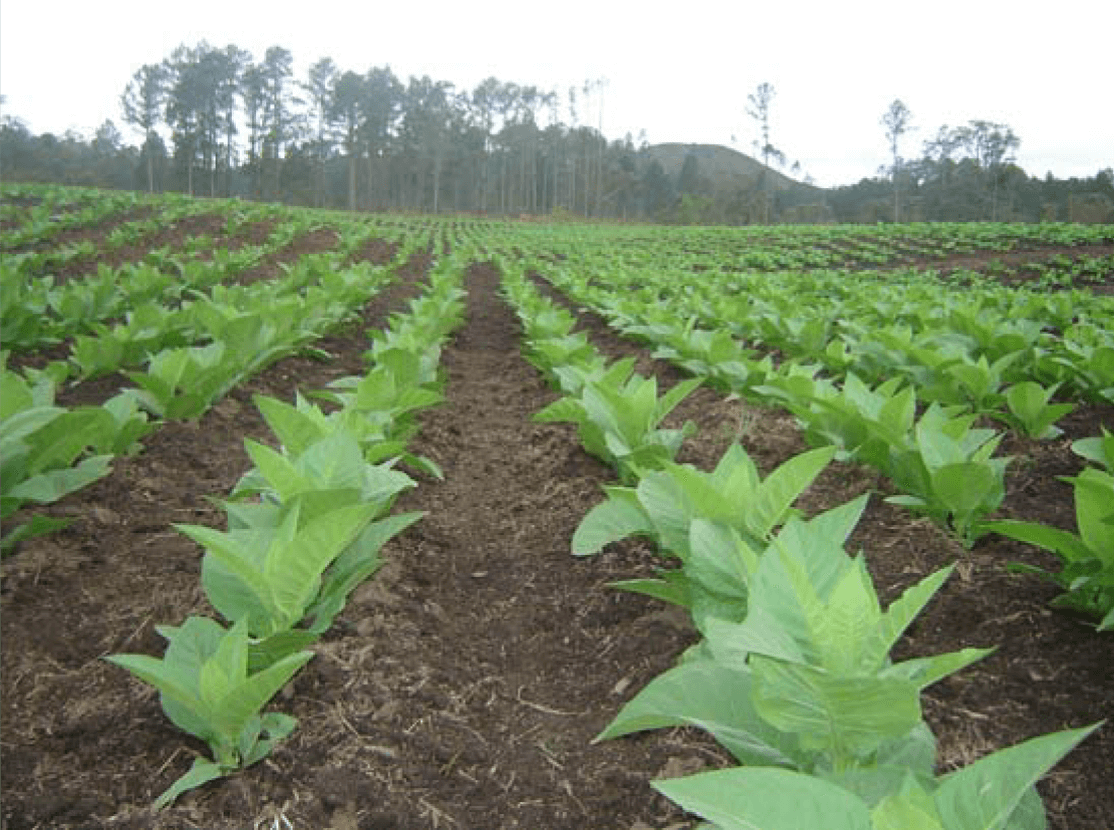 Tobacco Factory Plantations